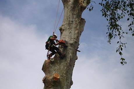 Élagueur professionnel sur corde