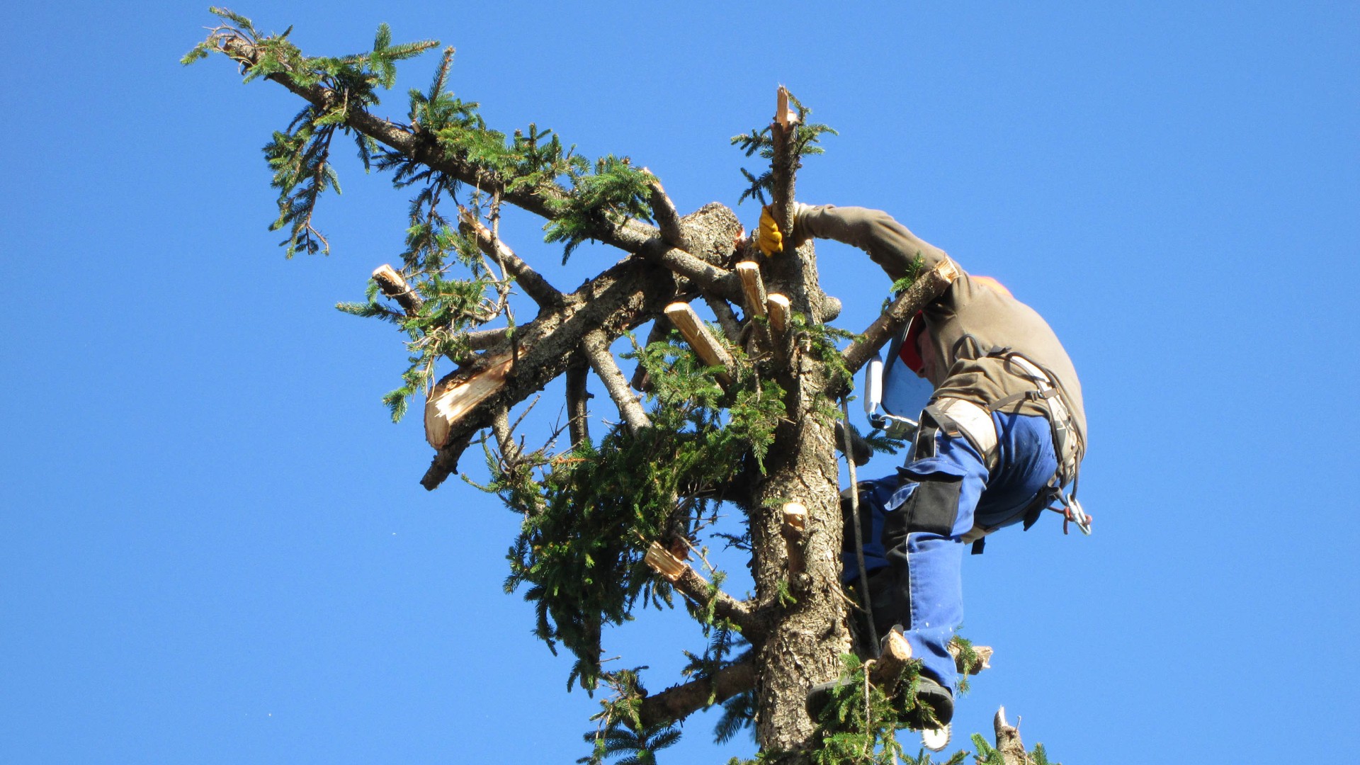 Élagueur avec tronçonneuse dans un arbre